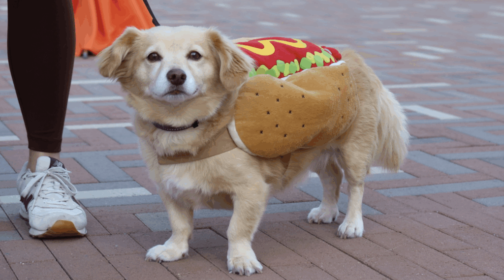 Dogs Take the Spotlight at Springline's Third Annual Barks & Boos - M-A Chronicle