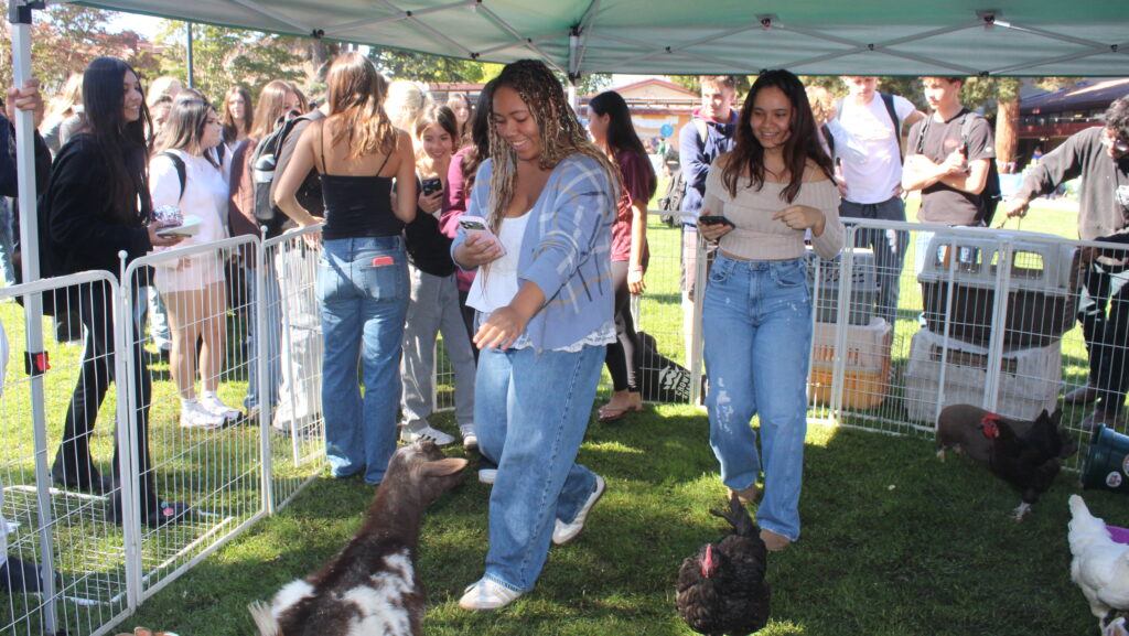 Rodeo on The Green Brings Furry Friends to School